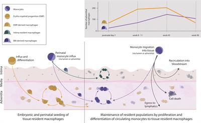 Trafficking of Mononuclear Phagocytes in Healthy Arteries and Atherosclerosis